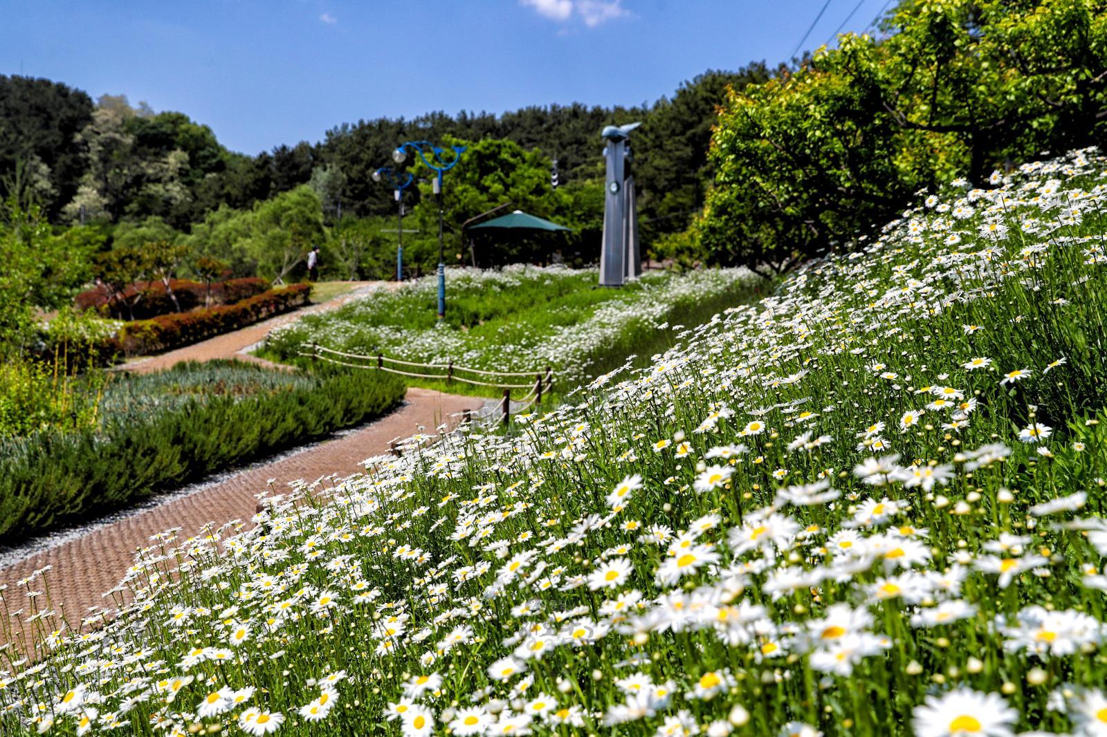 샤스타 데이지 꽃(선암호수공원) - 울남9경 의 사진