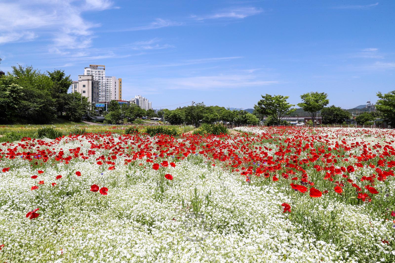 삼호철새공원 봄꽃 의 사진