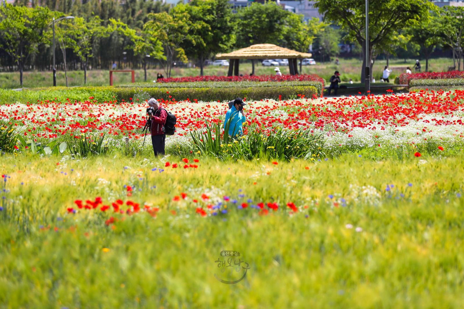 삼호철새공원 봄꽃 의 사진