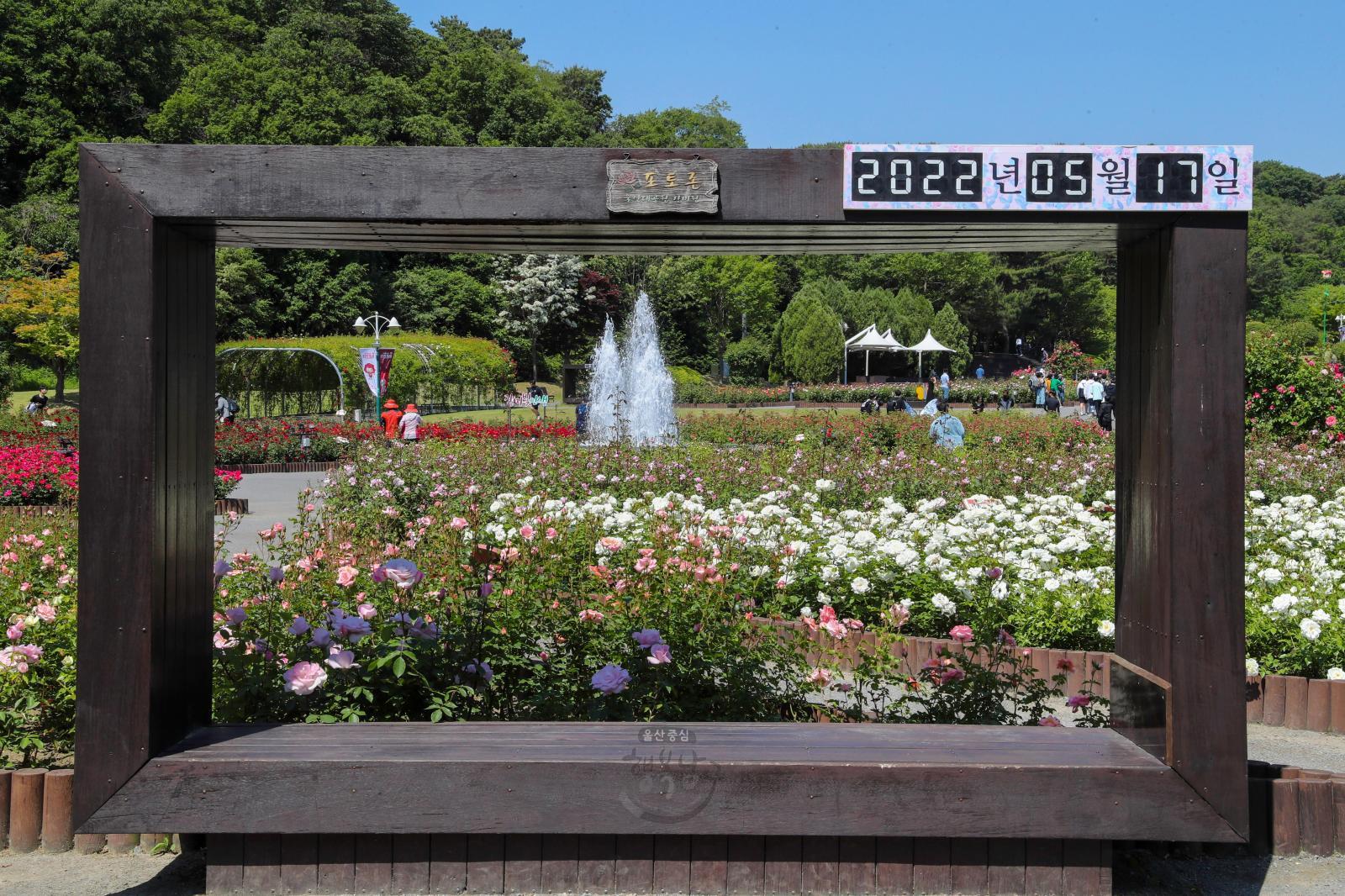 울산대공원 장미원 의 사진