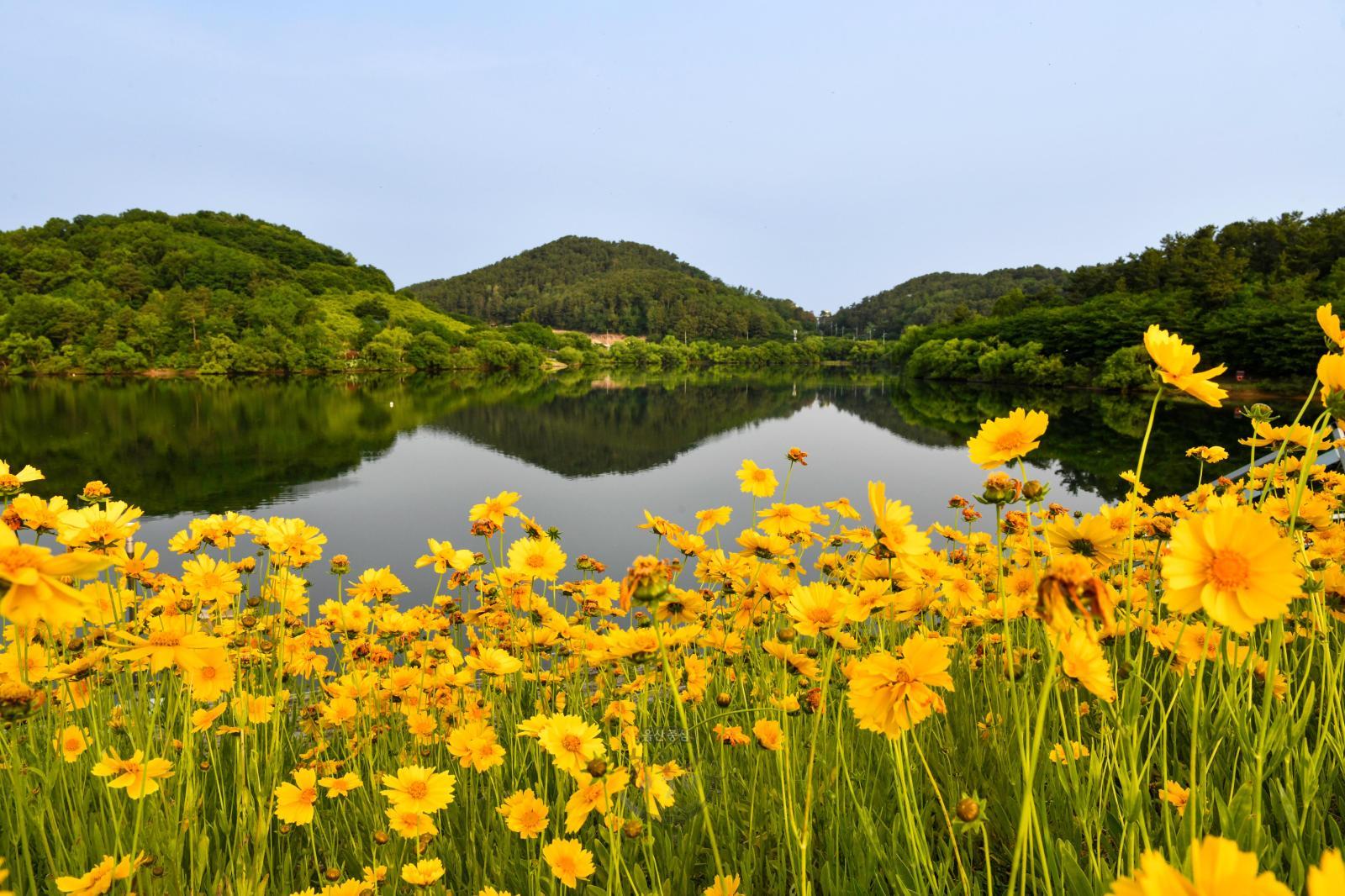 선암호수공원(금계국) - 울남9경 의 사진