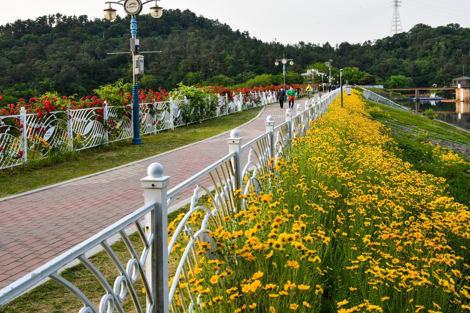 선암호수공원(금계국) - 울남9경 의 사진
