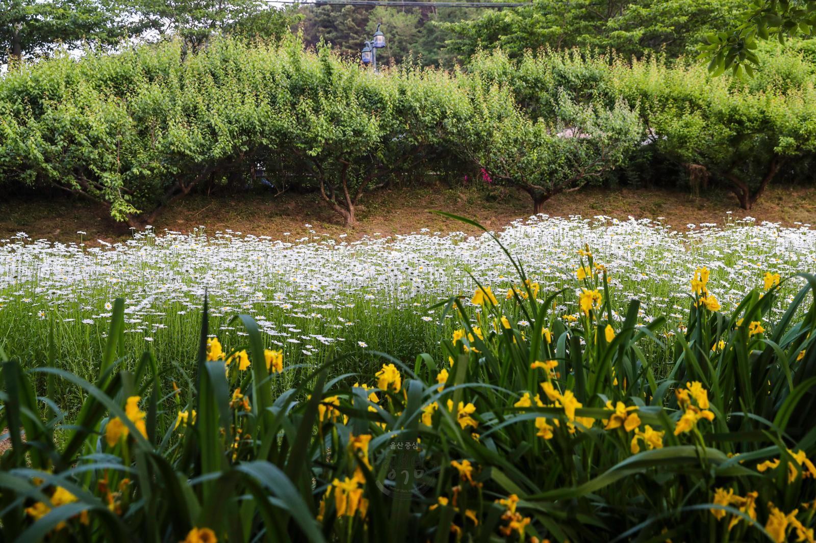 데이지꽃(선암호수공원) - 울남9경 의 사진