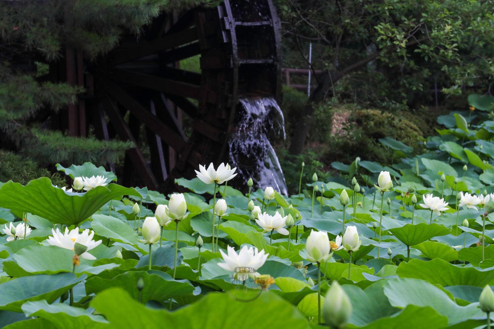 연꽃(선암연꽃지) - 울남9경 의 사진