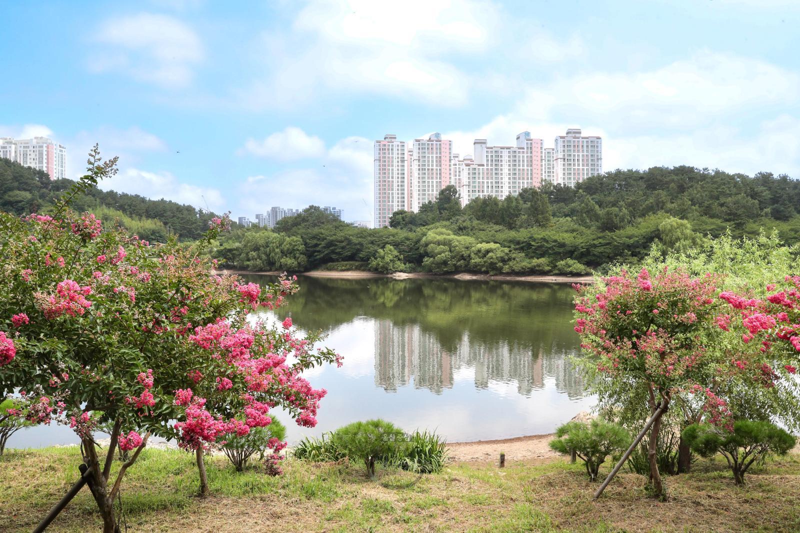 선암호수공원(배롱나무꽃) - 울남9경 의 사진