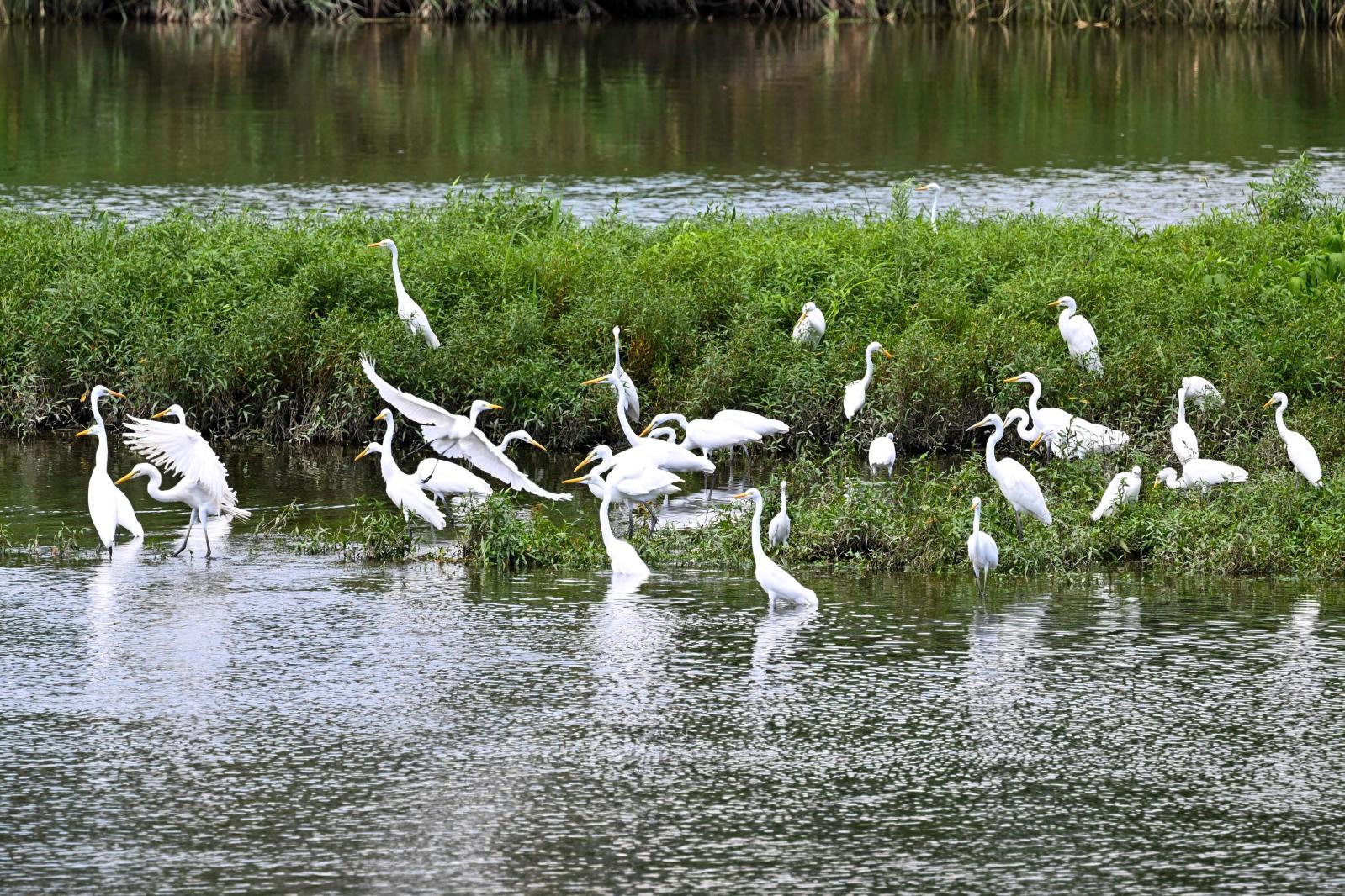 백로 (태화강철새공원) 의 사진