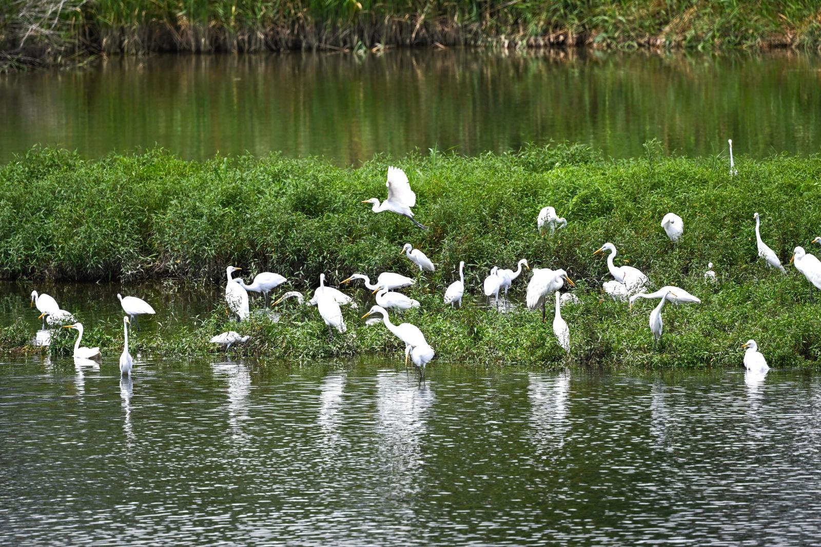 백로 (태화강철새공원) 의 사진