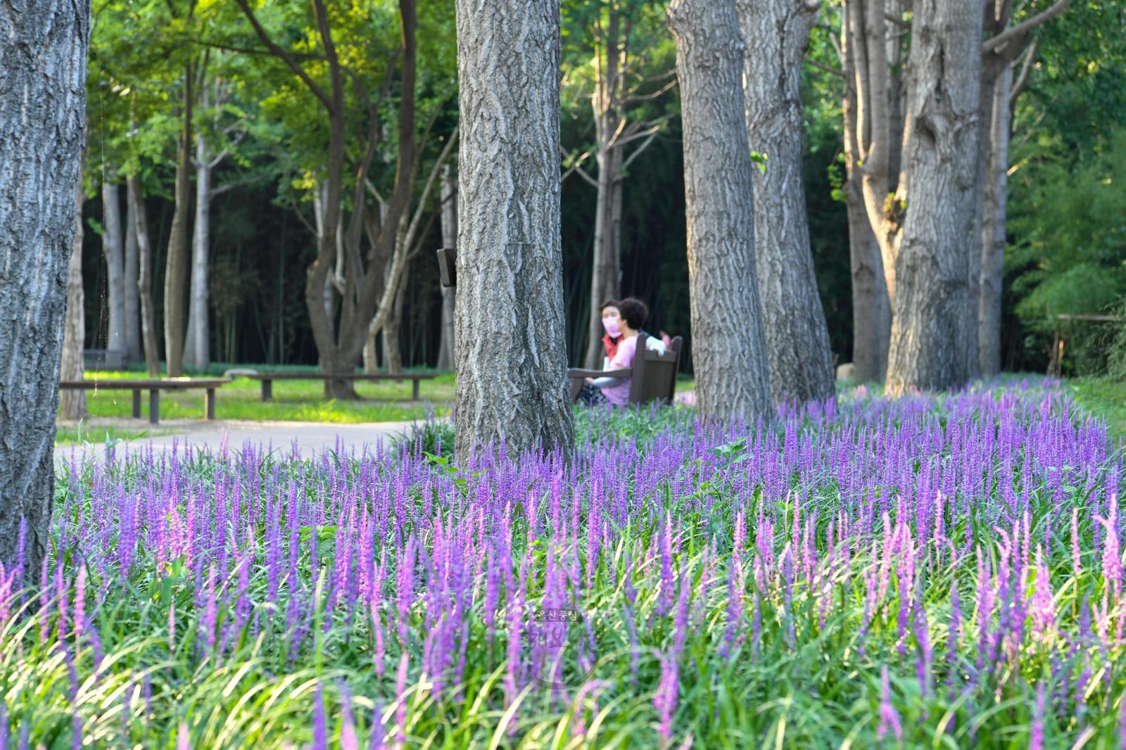 맥문동 꽃(삼호철새공원) 의 사진