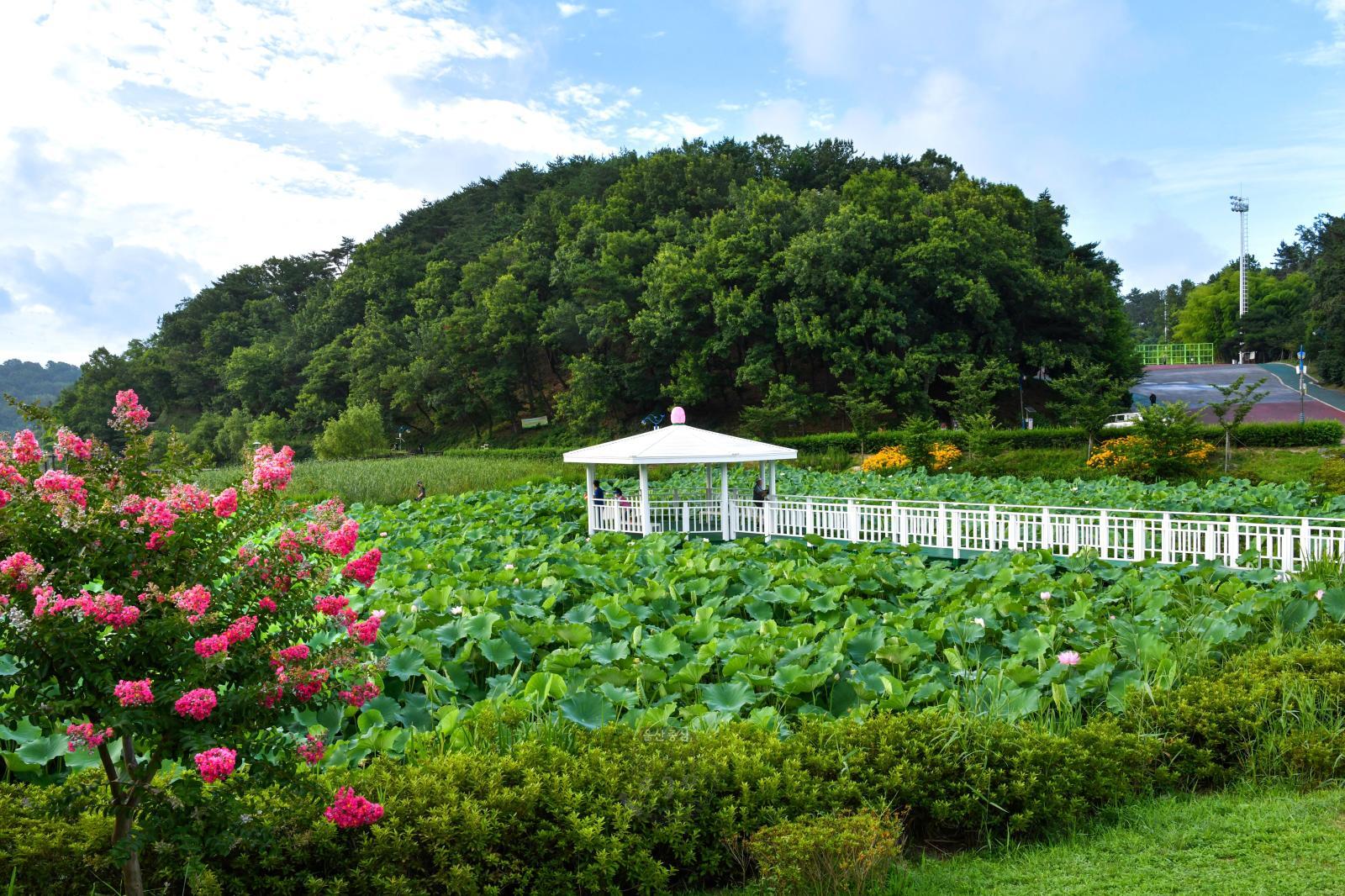 선암호수공원 제2연꽃지 - 울남9경 의 사진