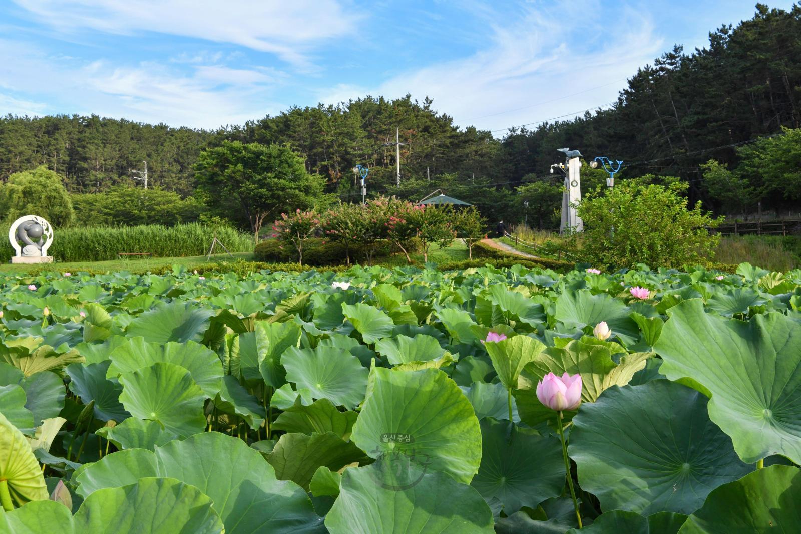 선암호수공원 제2연꽃지 - 울남9경 의 사진