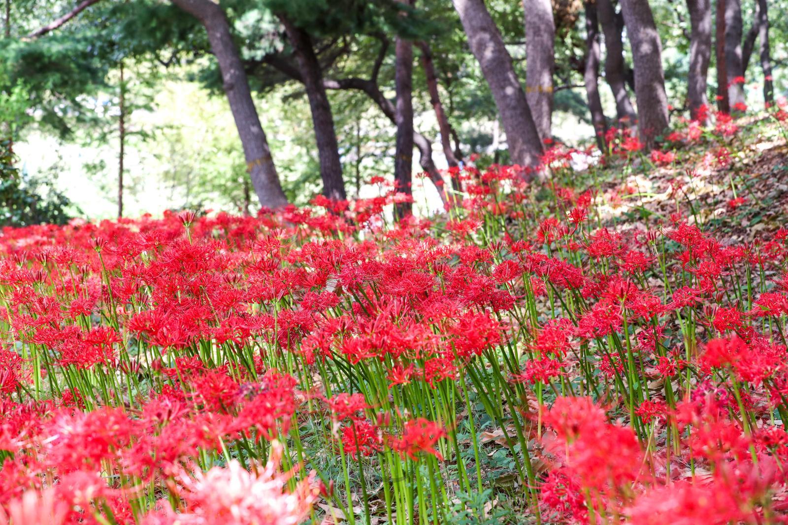 선암호수공원 꽃무릇 - 울남9경 의 사진