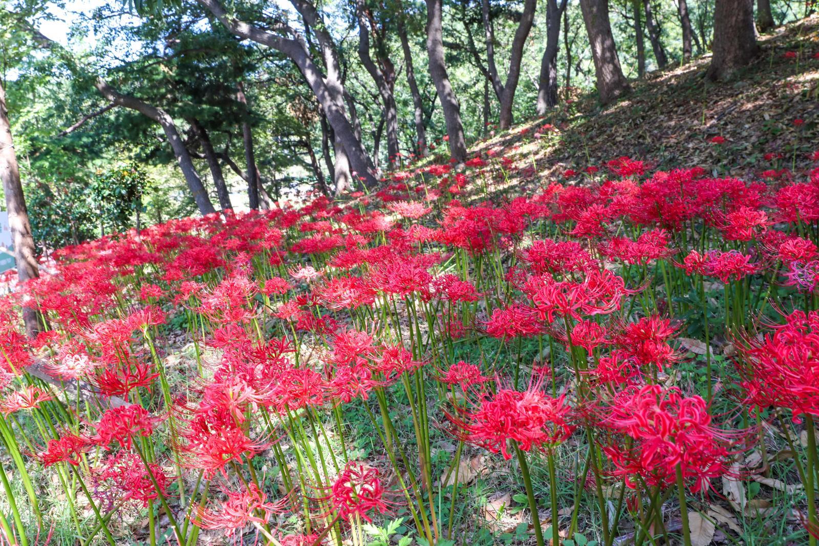 선암호수공원 꽃무릇 - 울남9경 의 사진