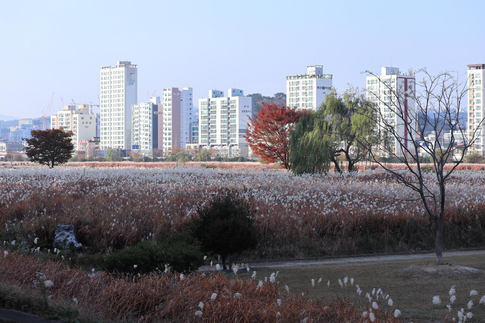 2022 [입선]태화강둔치억새 - 성현호 의 사진