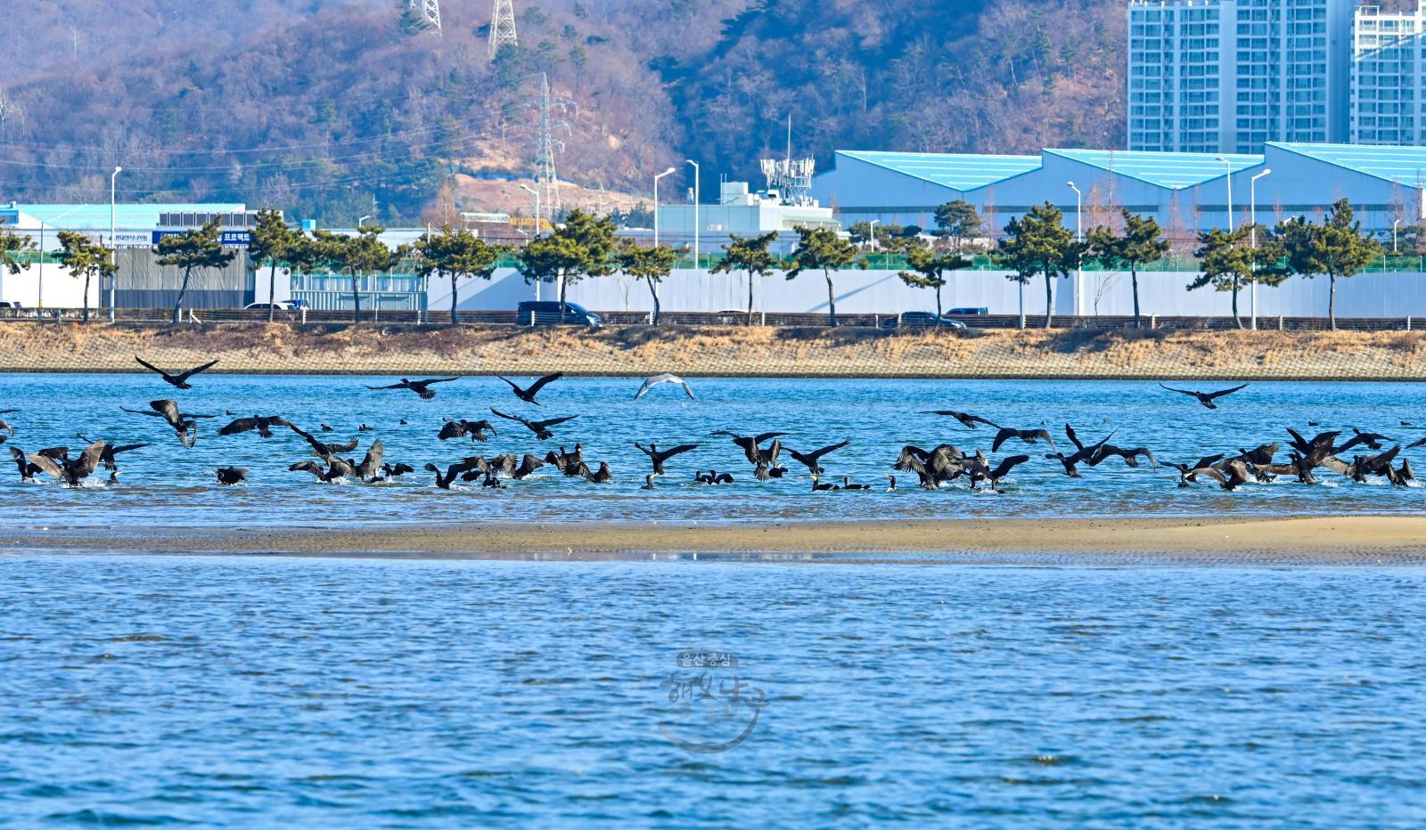 태화강 겨울철새 의 사진