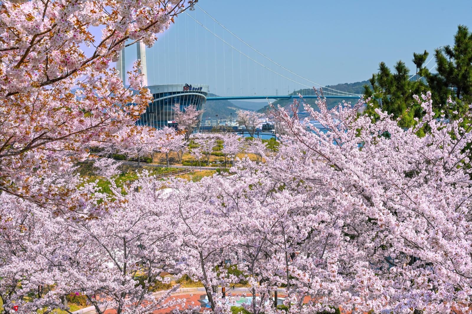 장생포 고래문화마을 벚꽃 의 사진
