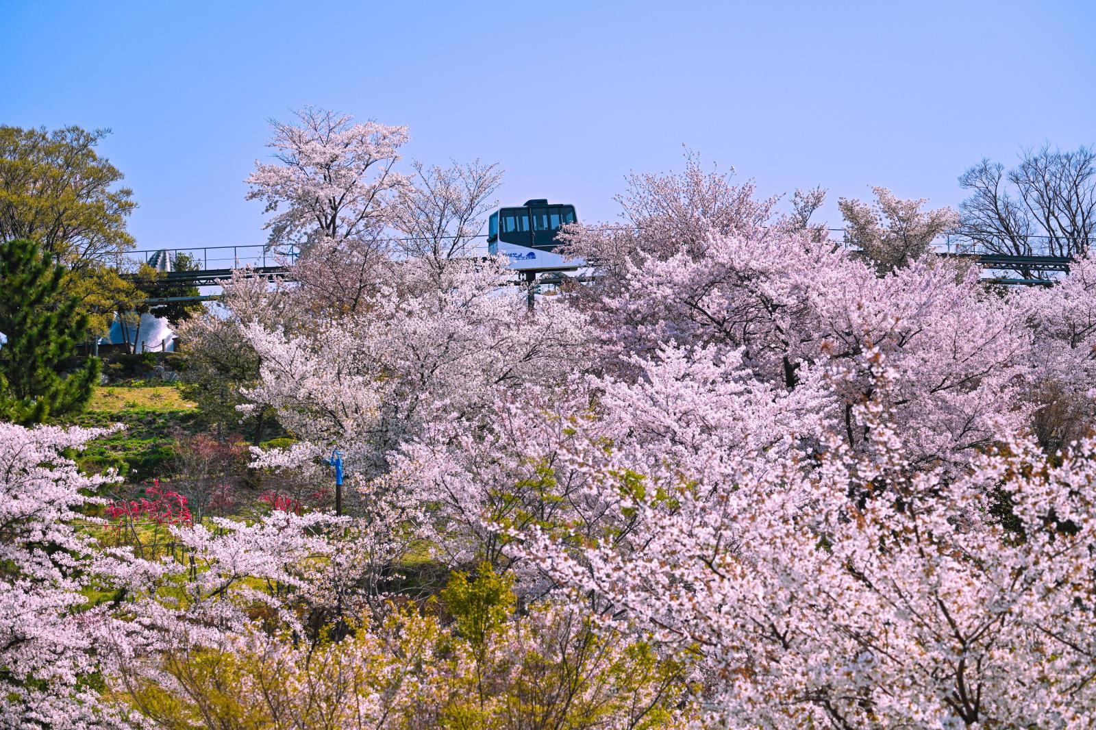장생포 고래문화마을 벚꽃 의 사진