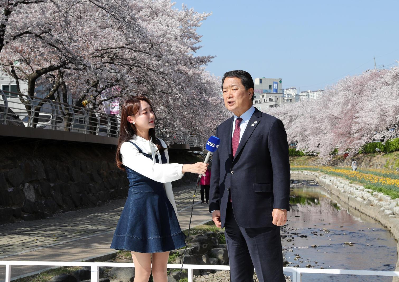 궁거랑 벚꽃한마당 관련 KBS울산방송 인터뷰 의 사진