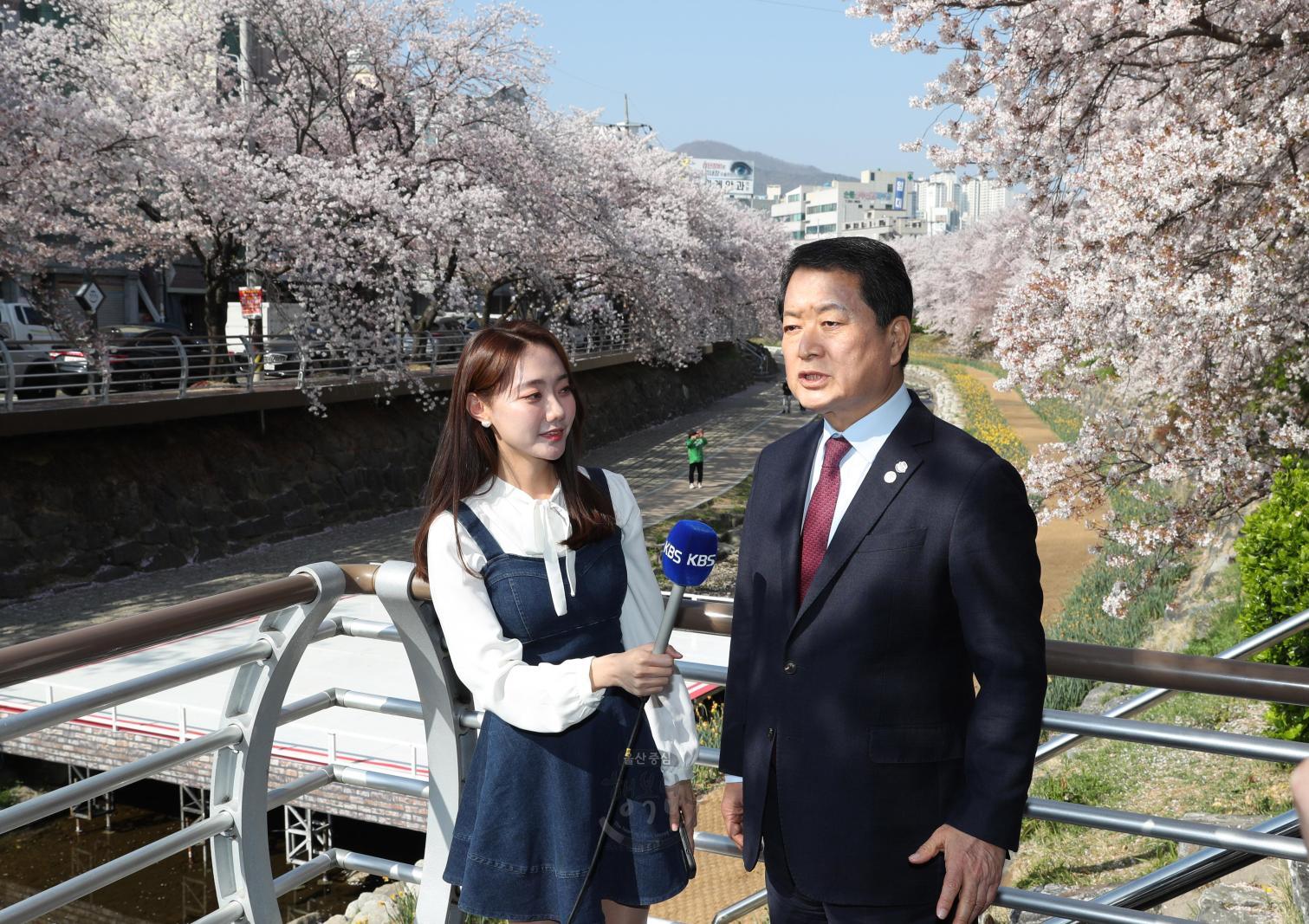 궁거랑 벚꽃한마당 관련 KBS울산방송 인터뷰 의 사진