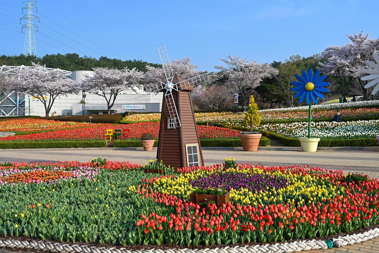 튤립 - 울산대공원 사계절꽃밭 의 사진