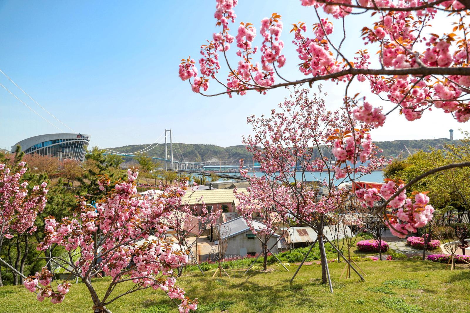 겹벚꽃(장생포고래문화마을) 의 사진