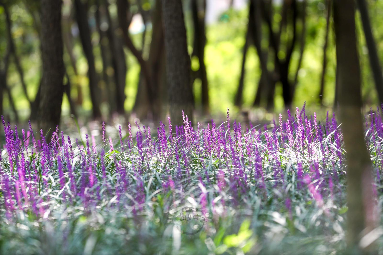 맥문동꽃(태화강철새공원 보라정원) 의 사진
