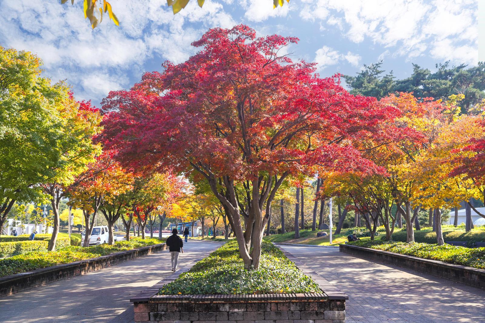 가을단풍(문화공원) 의 사진