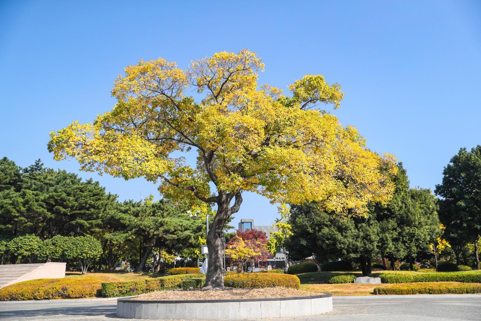 가을단풍(문화공원) 의 사진