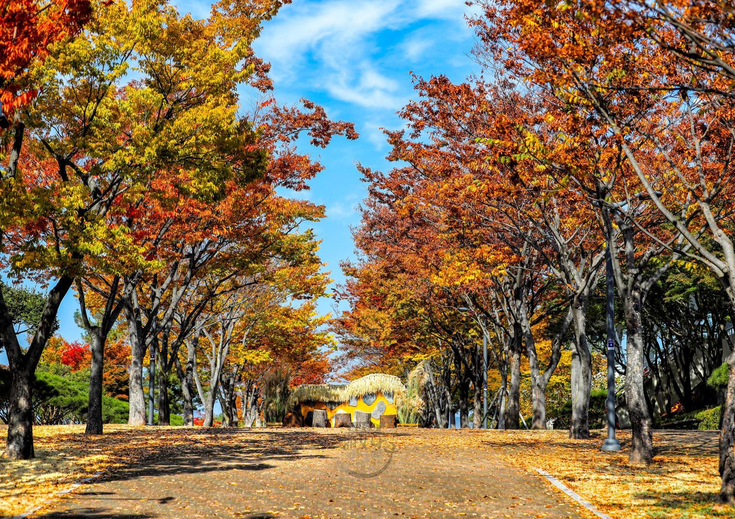 울산체육공원 가을단풍 (울남9경) 의 사진
