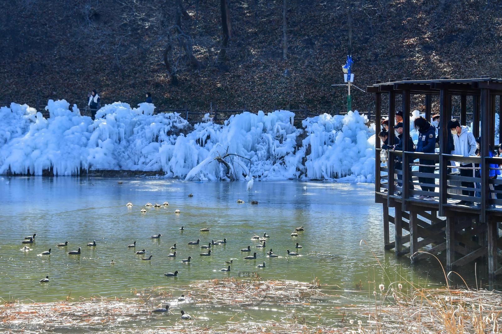 2023 [장려상] 수변공원겨울철새 - 박혜란 의 사진