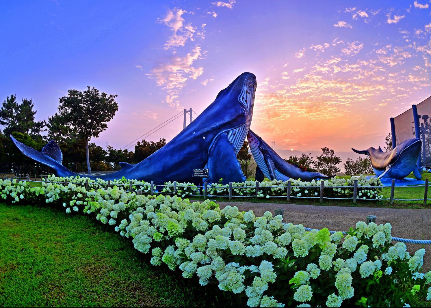 2023 [장려상] 고래조각공원에 핀 수국 의 사진