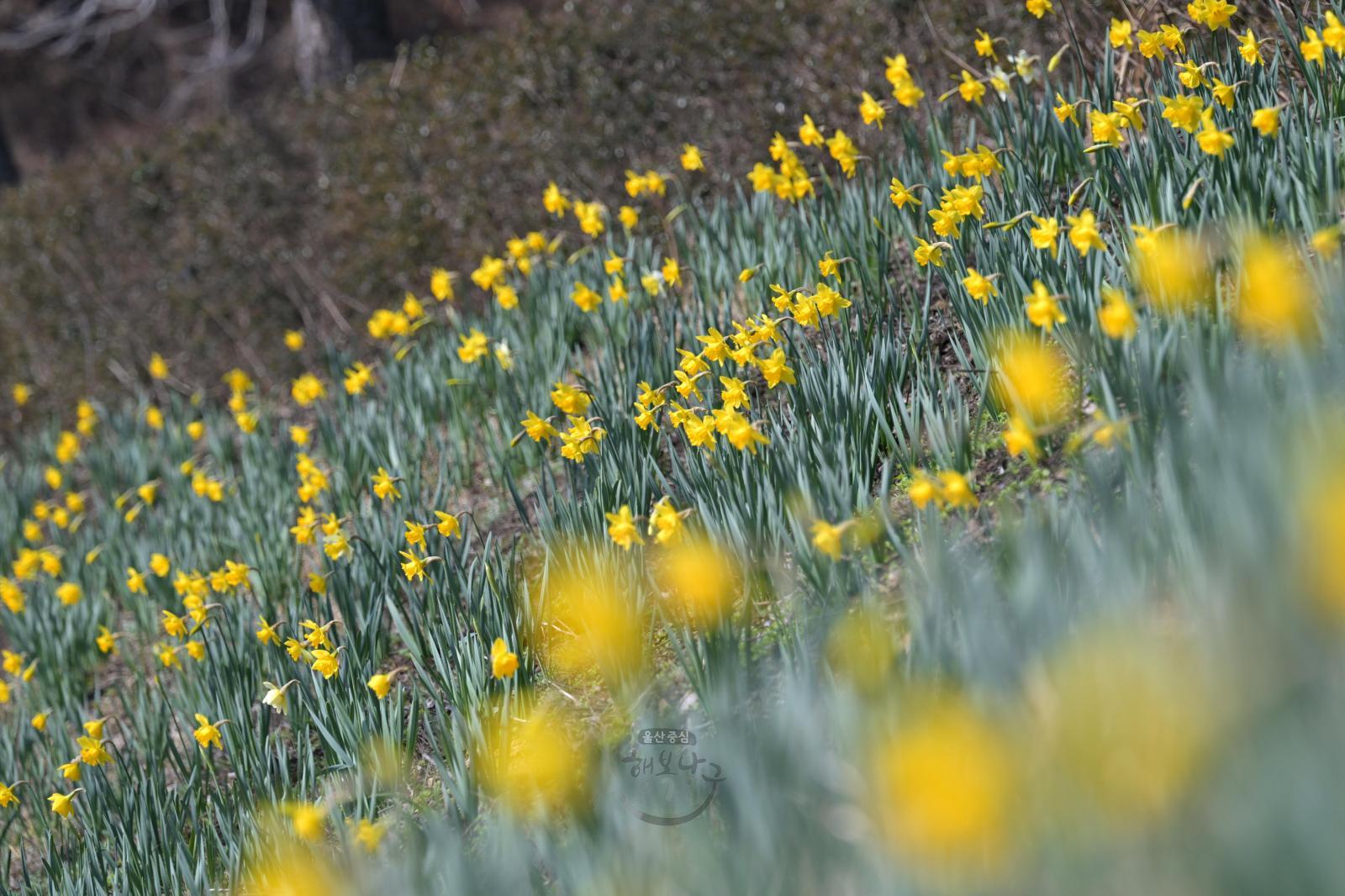 수선화꽃길(선암호수공원) 의 사진