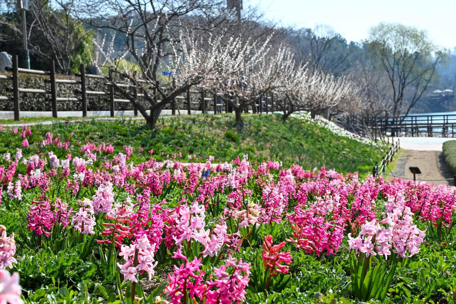 선암호수공원 초화단지 봄꽃 의 사진