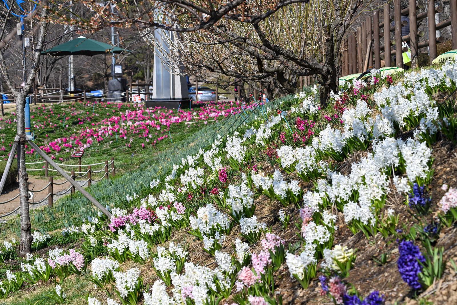선암호수공원 초화단지 봄꽃 의 사진