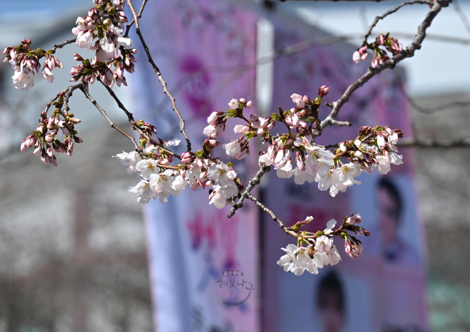 궁거랑 봄마중이 벚꽃 의 사진