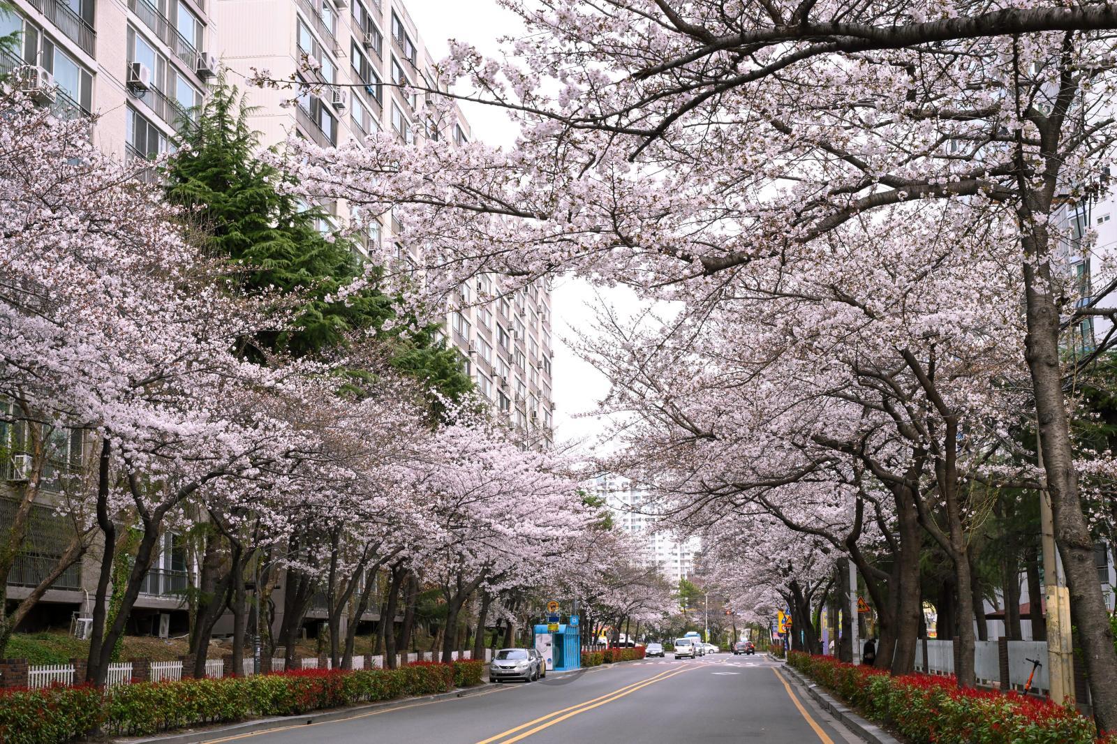 월평로 벚꽃 의 사진