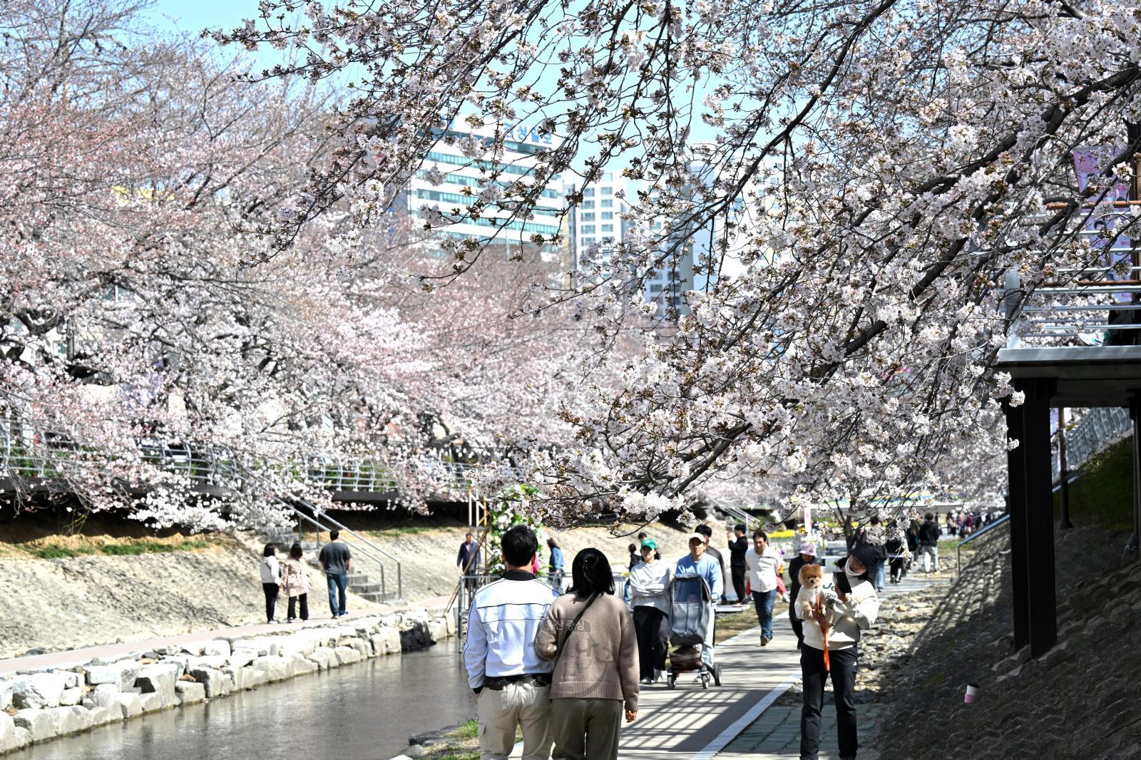 제13회 궁거랑 벚꽃 한마당(2일째) 의 사진