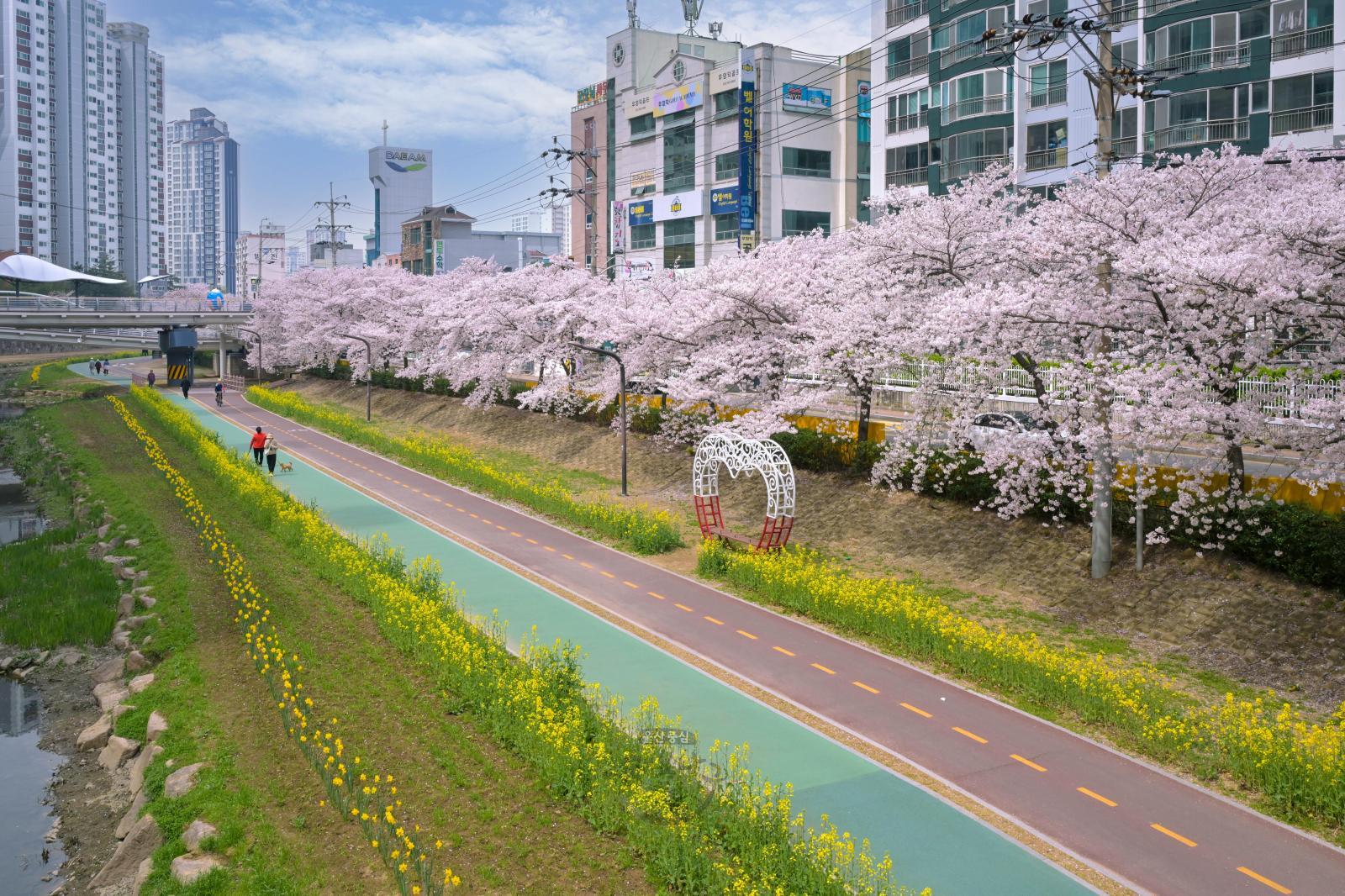여천천 벚꽃(유채와 수선화) 의 사진
