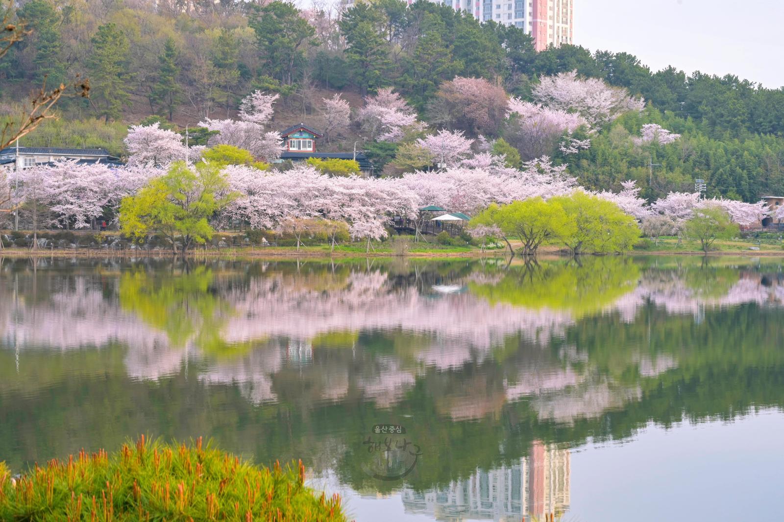 벚꽃(선암호수공원) - 울남9경 의 사진