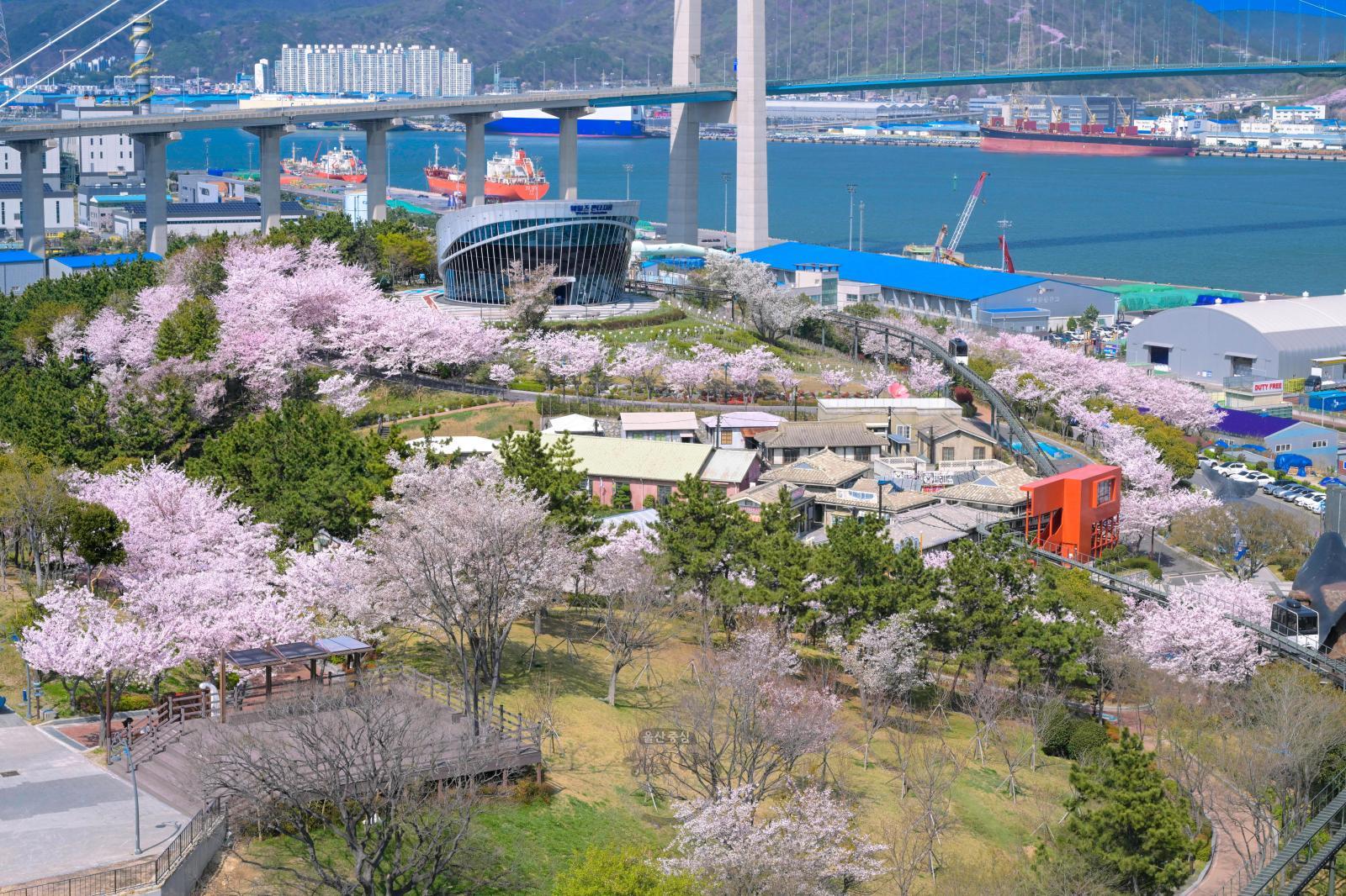 벚꽃 (장생포고래문화마을) 의 사진