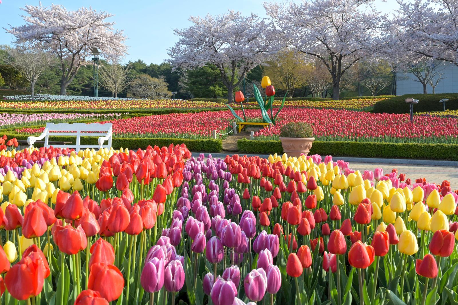 튤립 - 울산대공원 사계절꽃밭 의 사진