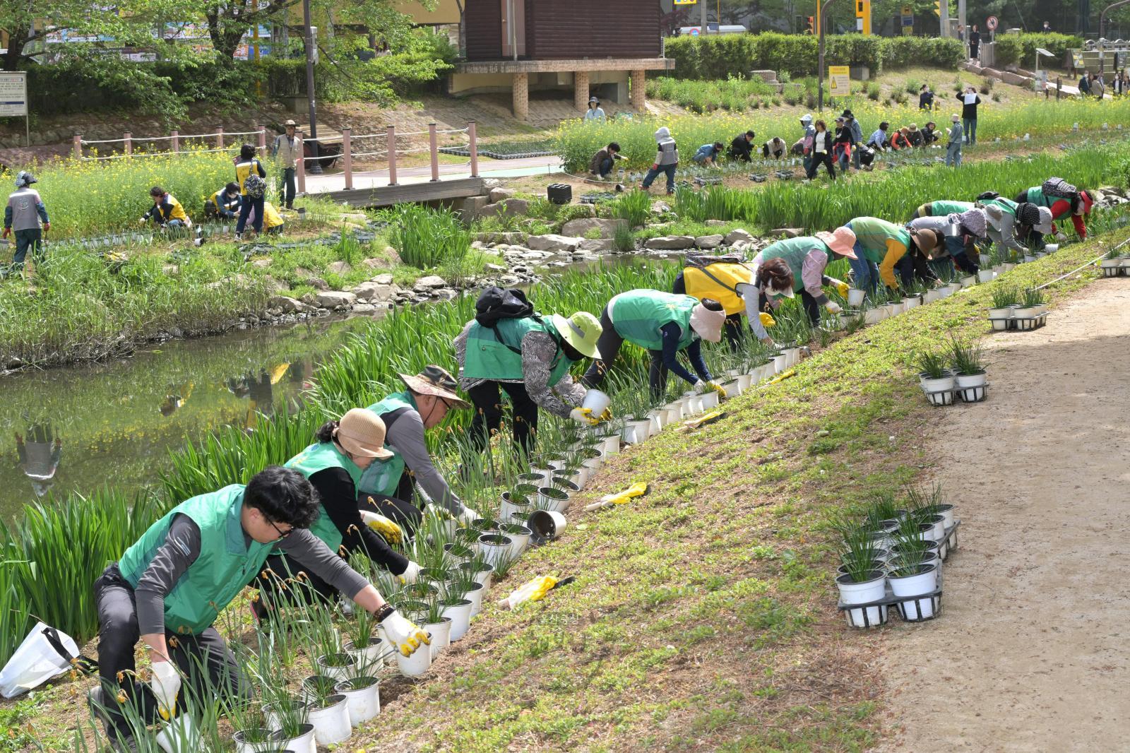 주민과 함께하는 정원마을 만들기사업(여천천 샤프란 군락 조성) 의 사진