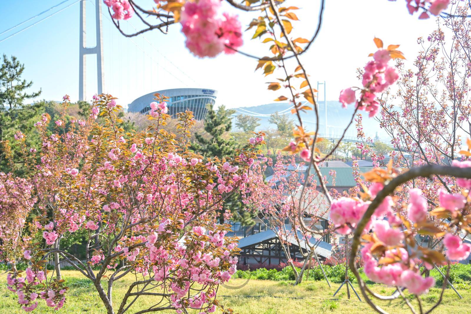 겹벚꽃(장생포고래문화마을) 의 사진