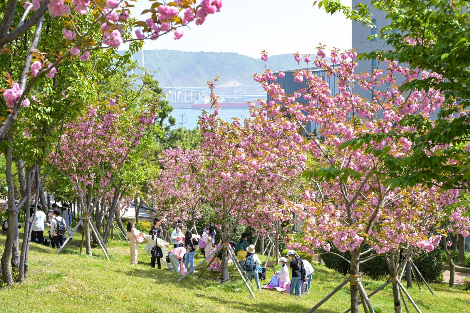 겹벚꽃 (장생포고래문화마을) 의 사진
