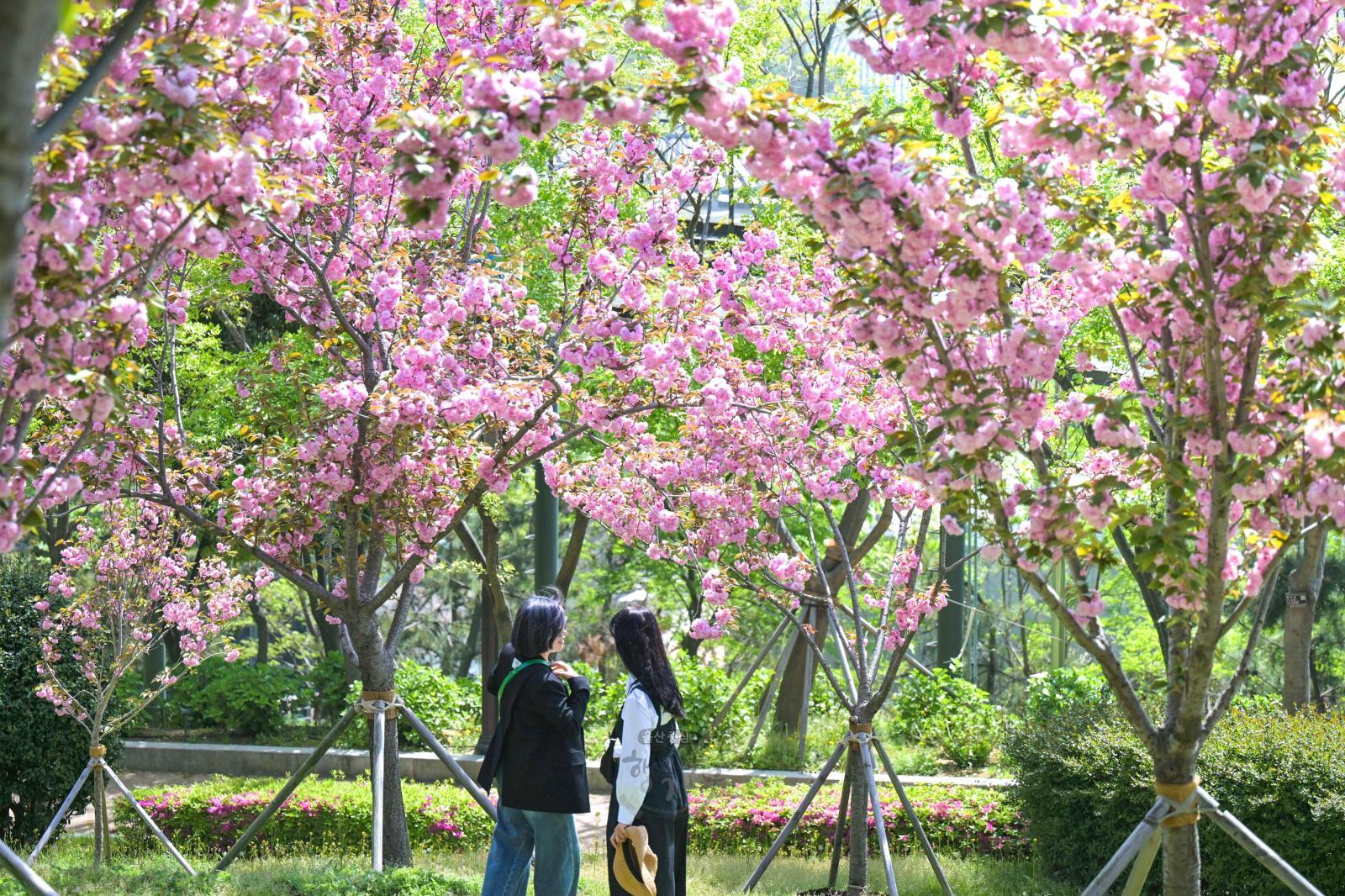 겹벚꽃 (장생포고래문화마을) 의 사진