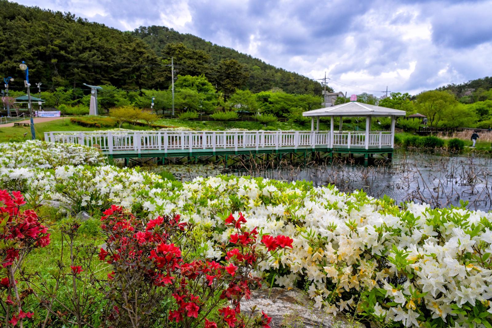 선암호수공원 제2연꽃지 영산홍 의 사진