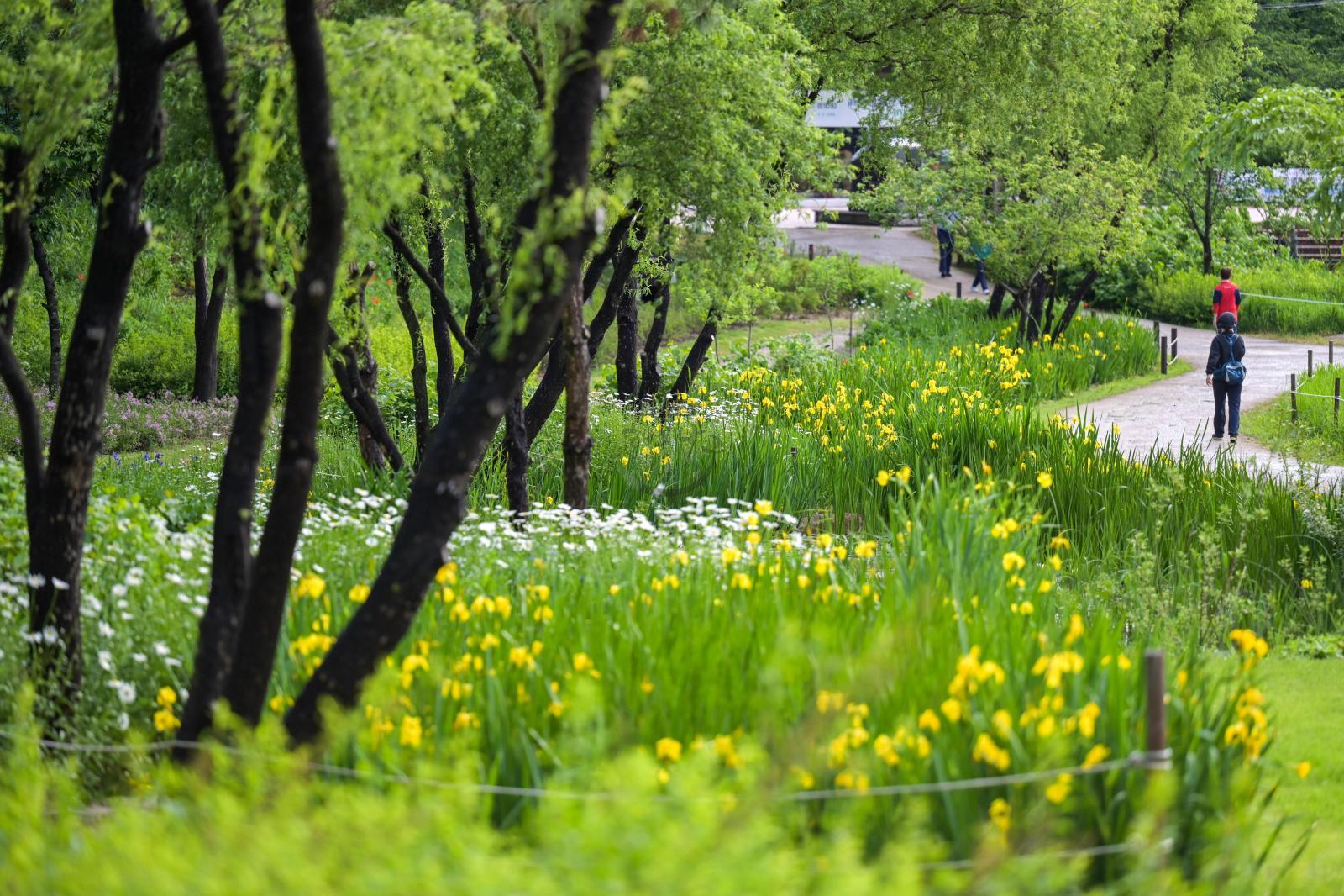 선암호수공원 꽃창포 - 울남9경 의 사진