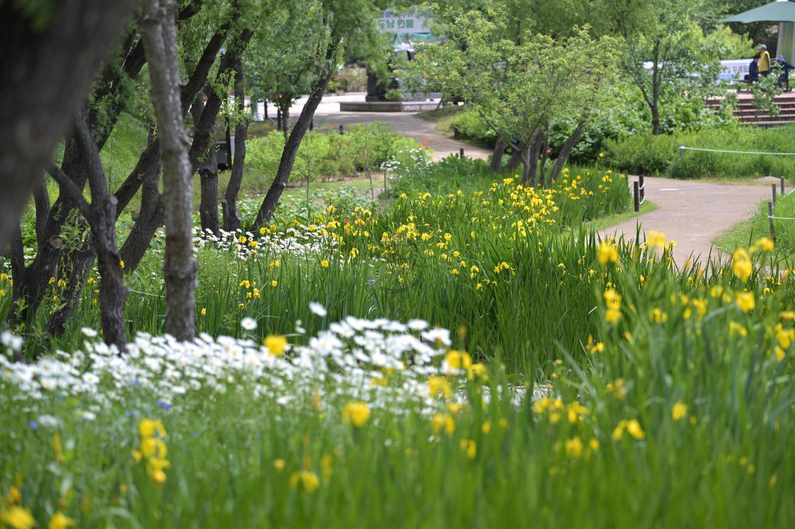 선암호수공원 꽃창포 - 울남9경 의 사진