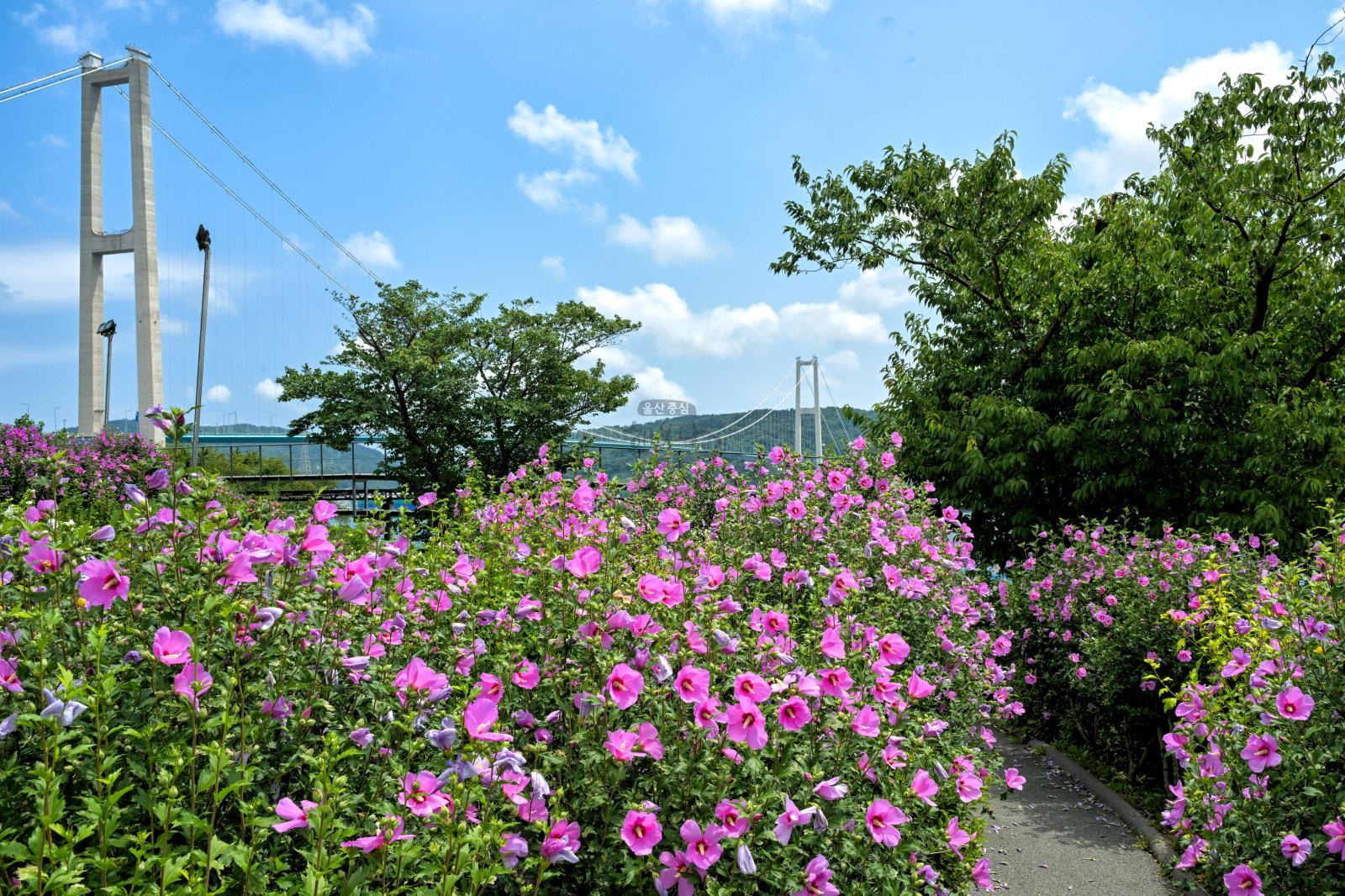 장생포 무궁화동산 의 사진