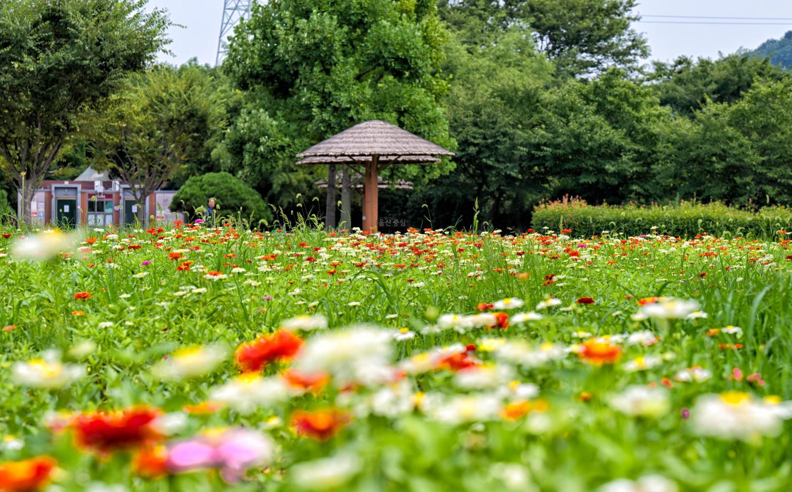 삼호철새공원 초화단지(백일홍) 의 사진