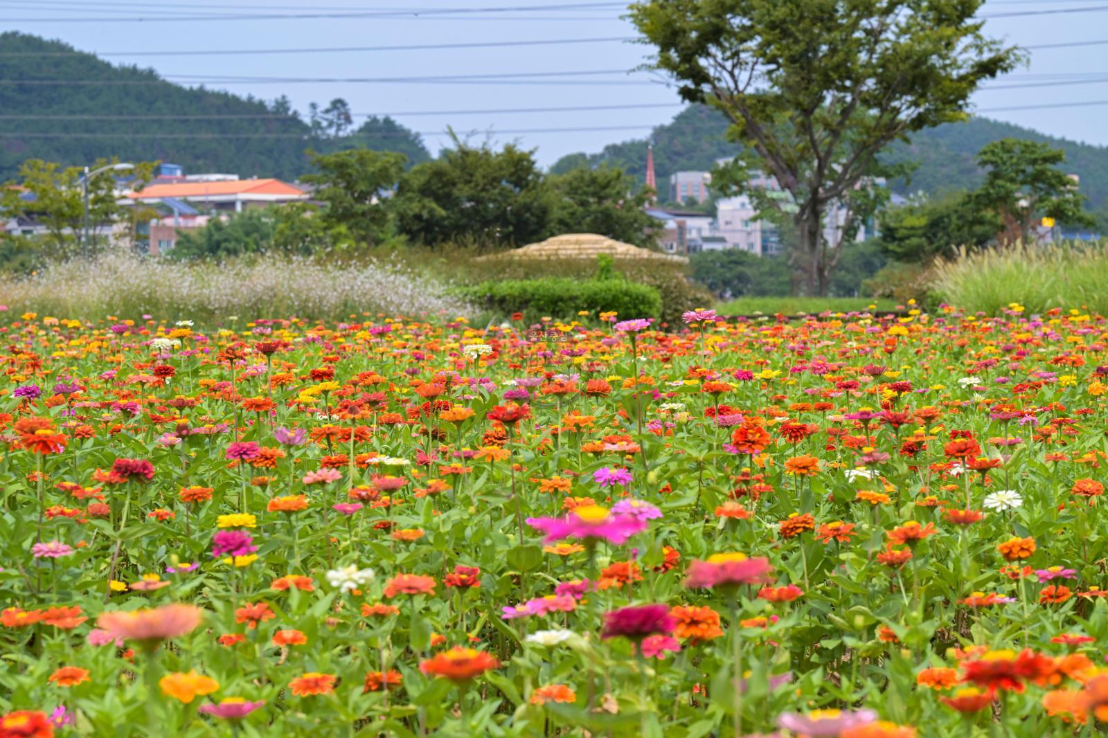 삼호철새공원 초화단지(백일홍) 의 사진